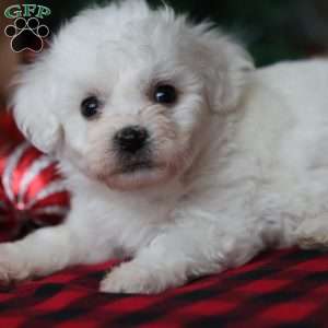 Timber, Bichon Frise Puppy